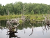 Second beaver pond